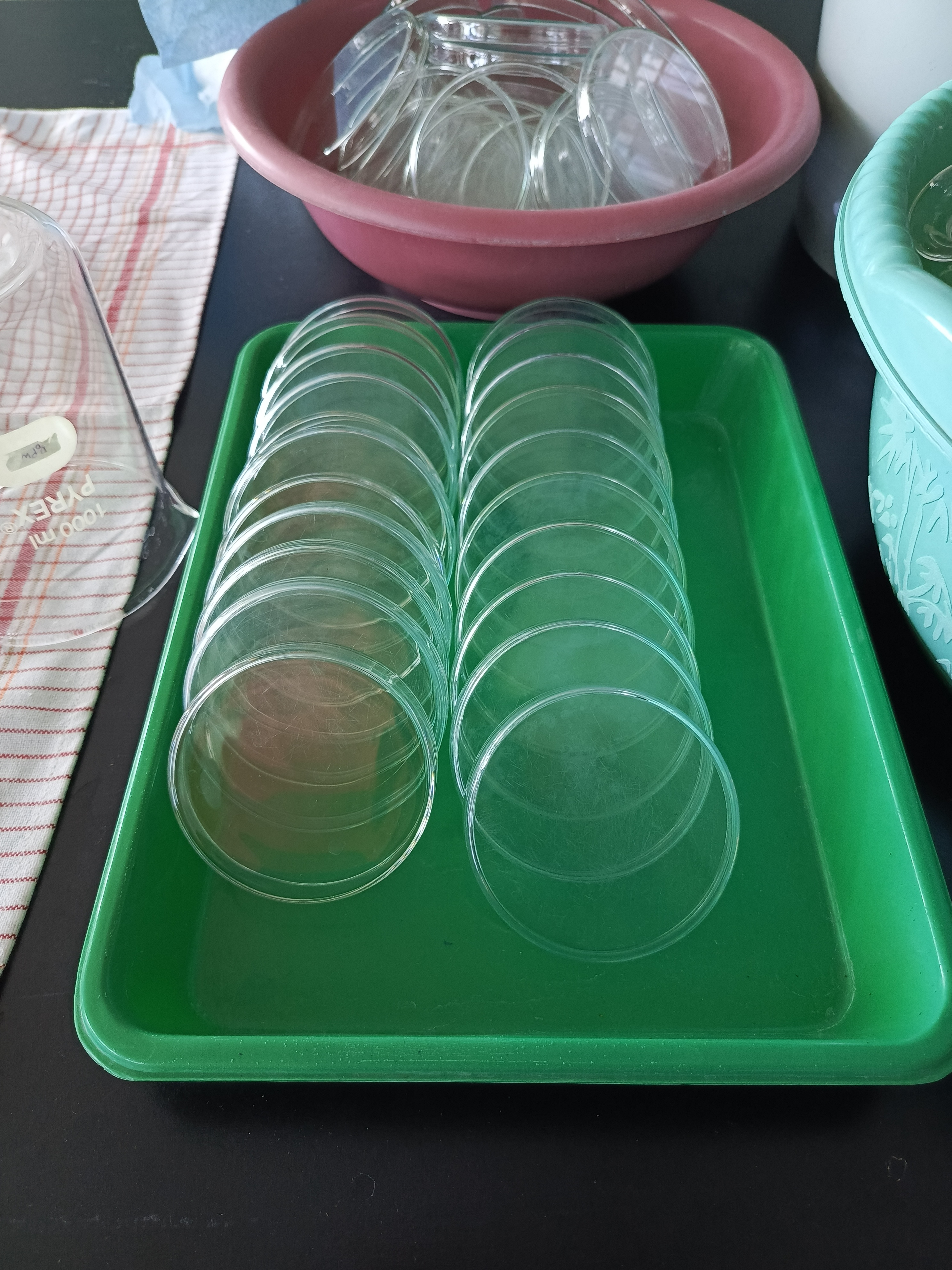 Cawan Petri (Petridish) 