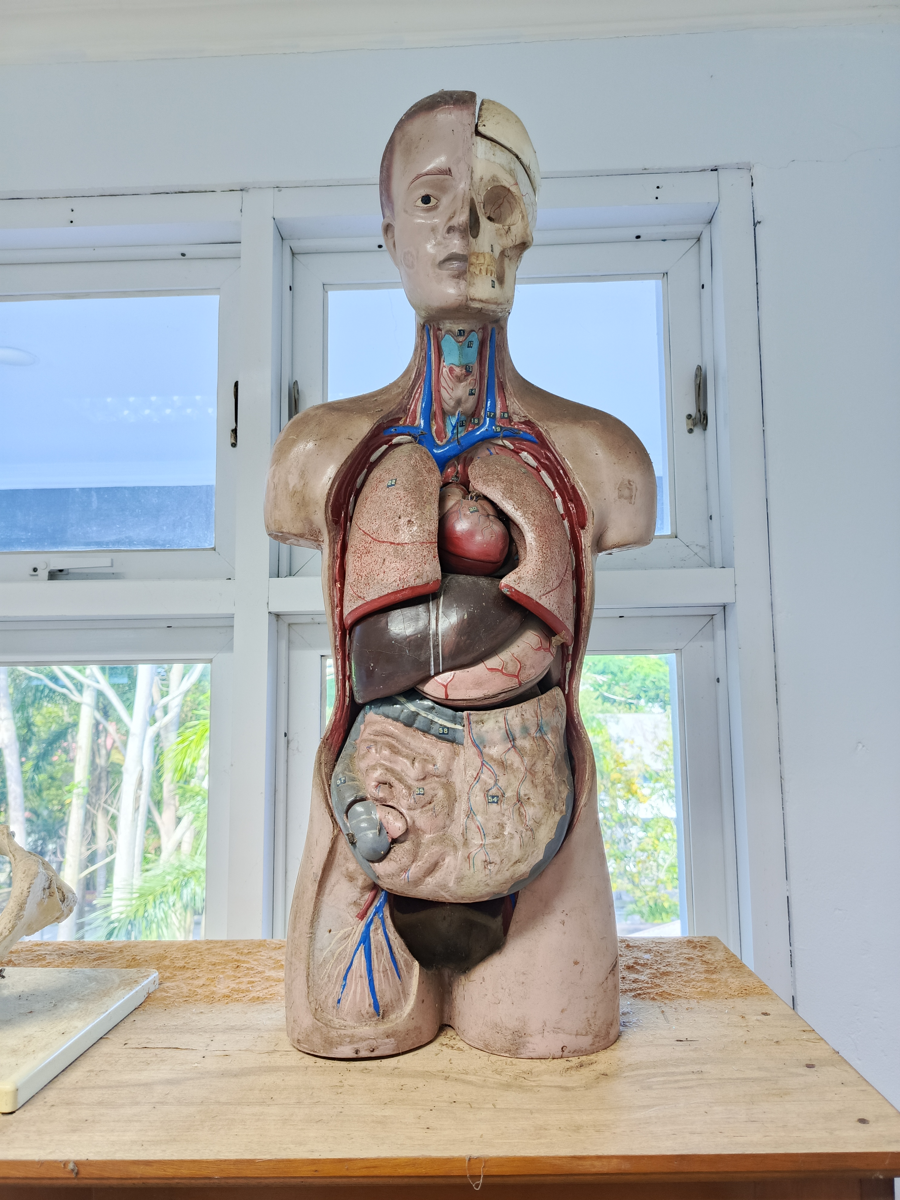 Torso Tubuh